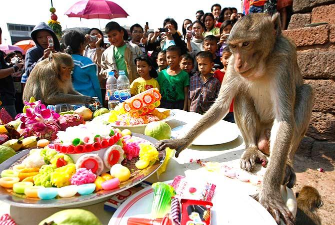 Monkey Festival