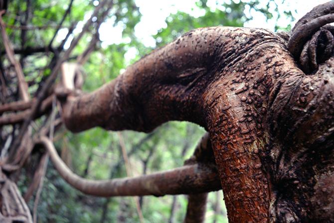 Root bridge in Meghalaya 