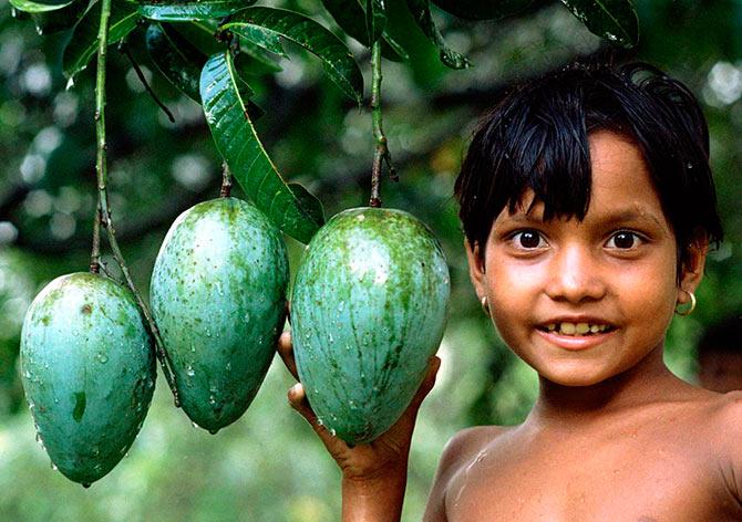 Which is the tastiest mango in India?