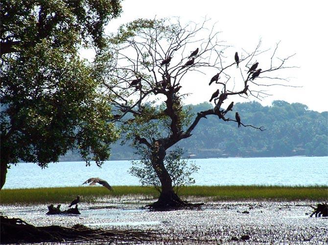 bird watching in Goa