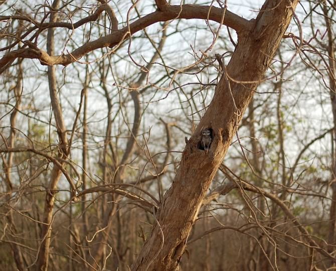 IMAGE: Owlets peep out from tree holes whenever guides whistle at them or make particular noises. Many owlets, Rahim told us, are permanent dwellers in their respective holes and happen to know a lot of guides.