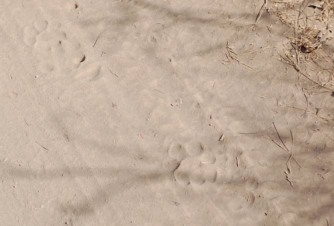 IMAGE: One of the many fooprints of lions that dot the jungle tracks. Depending on the depth, shape and size of these footprints the guides tell you whether these belong to adult lions or lionesses or cubs
