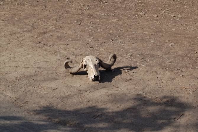 IMAGE: Buffalo skulls like this one can be found along the jungle track at many places. 