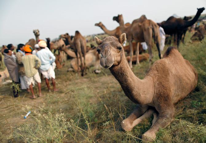 Camel festival