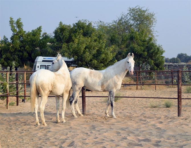 horses in Rajasthan