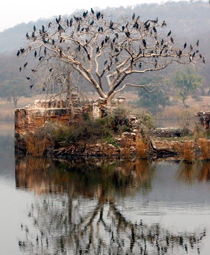 Ranthambore, Rajasthan