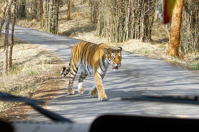 Tiger reserve