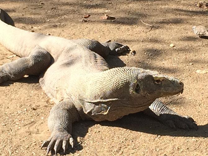 Komodo dragons 