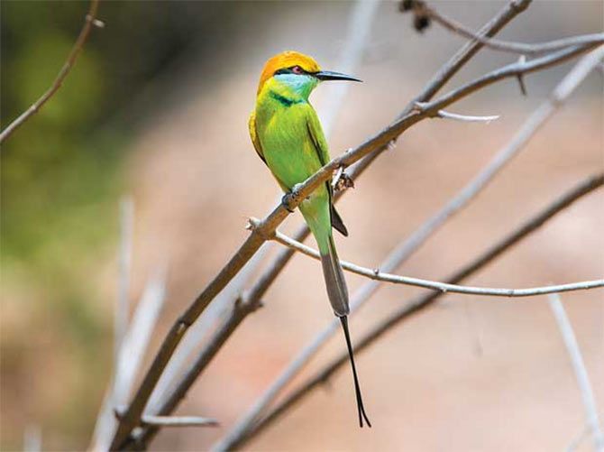 Green bee eater