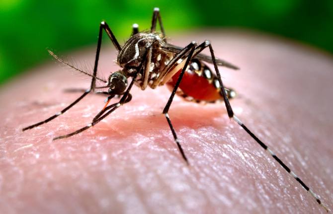 4000 dengue cases reported in Bengaluru, 7000 in state