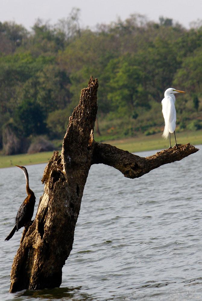 Darter or Snakebird