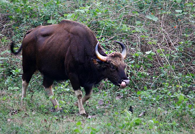 The Indian Bison