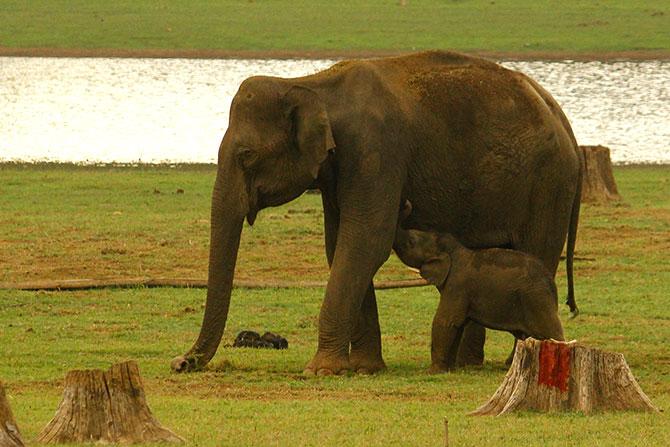 Elephant with baby