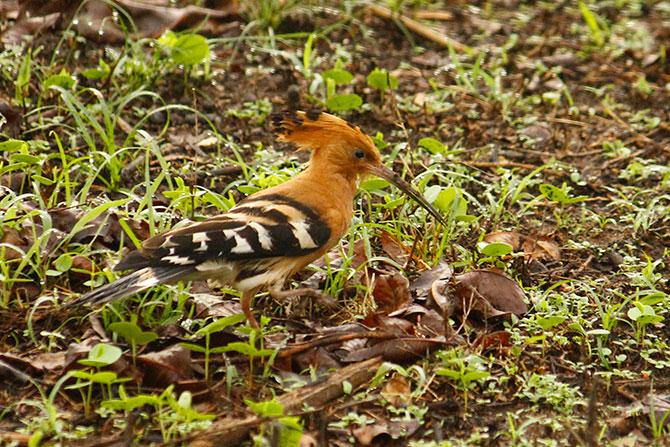 Hoopoe