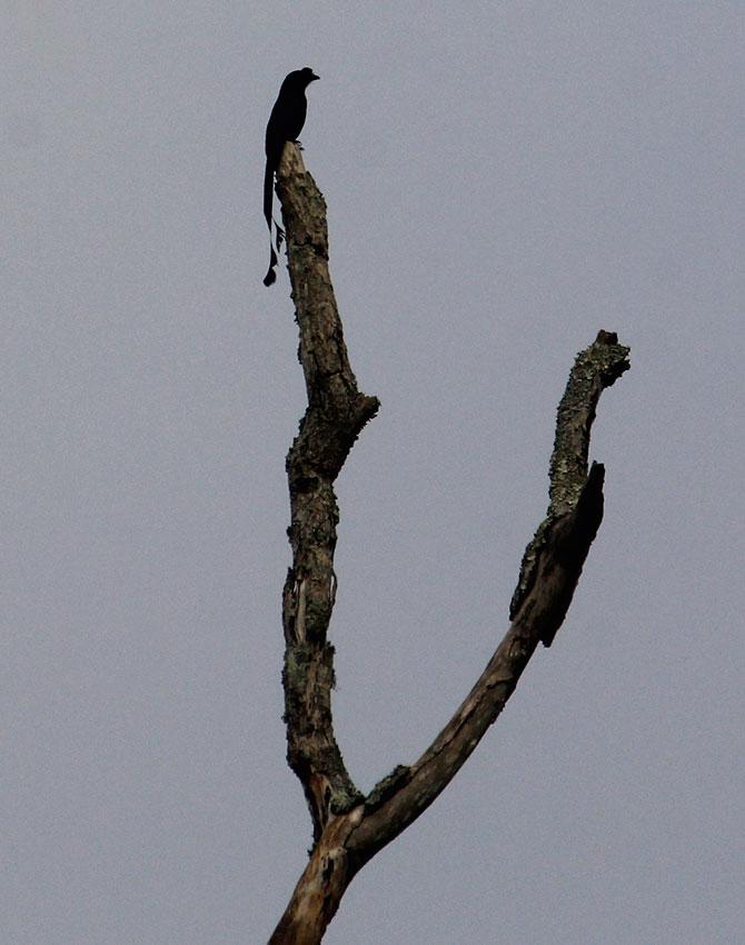 Long Tailed Robin