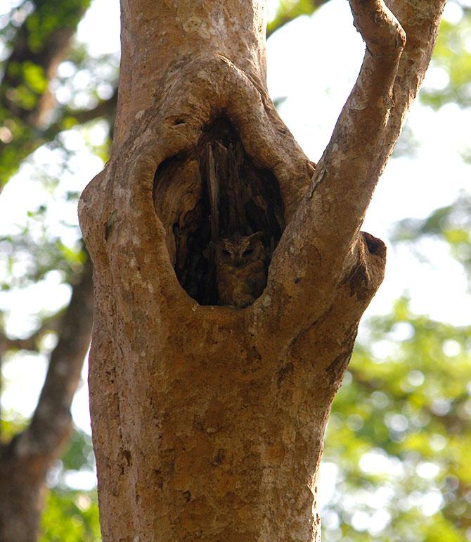 The Brown Fish Owl