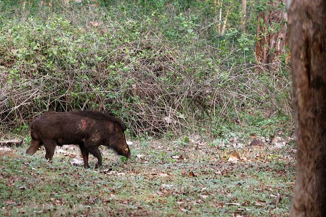 Wild Boar