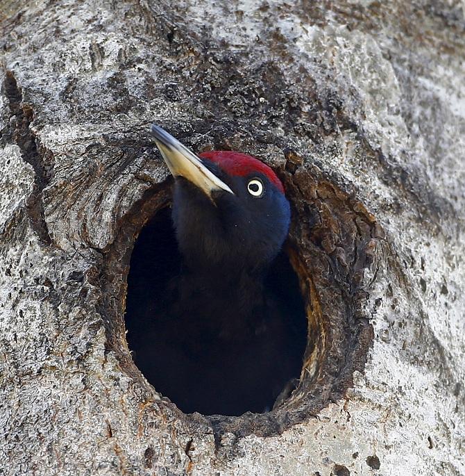 Woodpecker