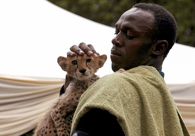 Usain Bolt Cheetah