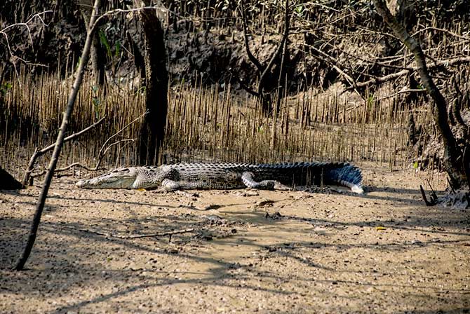 A white crocodile at Bhitarkanika National Park