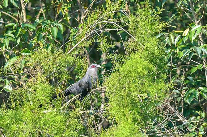 at Bhitarkanika National Park