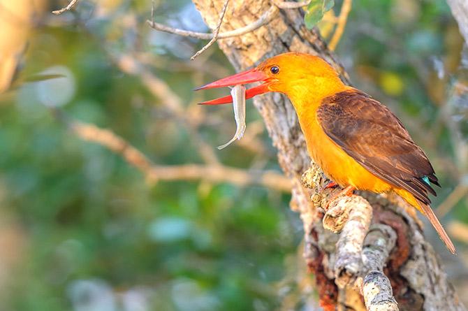 A brown winged kingfisher at Bhitarkanika national park