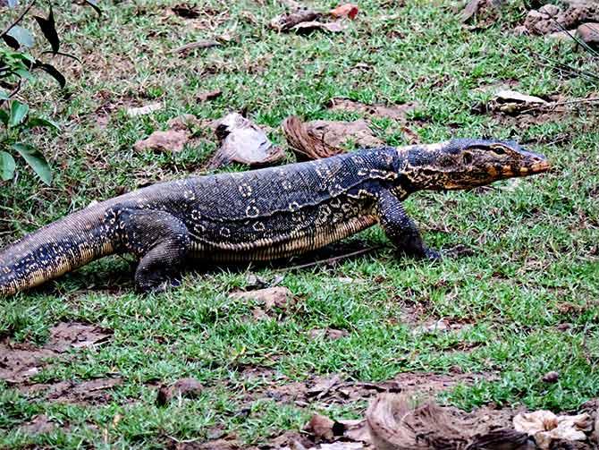 A monitor lizard at the Bhitarkarnika National Park