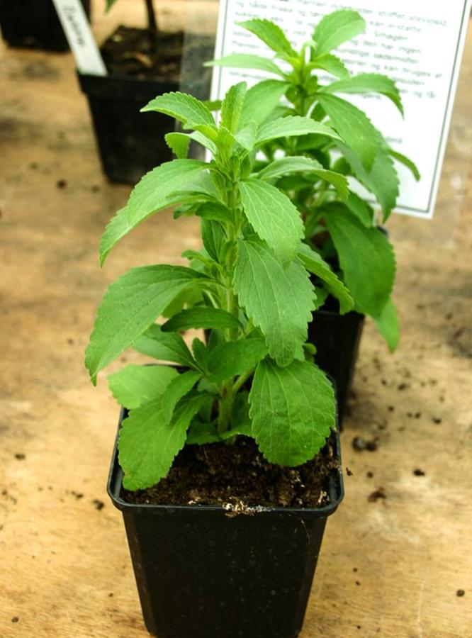 Stevia