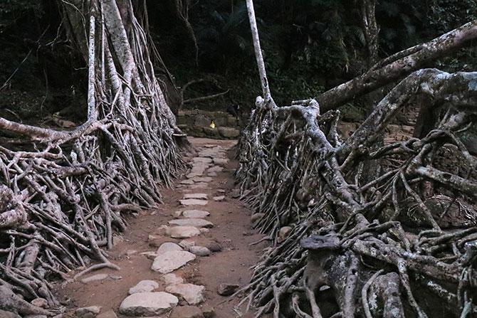 Up close, the root bridge of Meghalaya