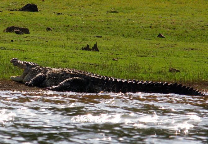 Crocodiles enjoy the sun in the Kabini park.
