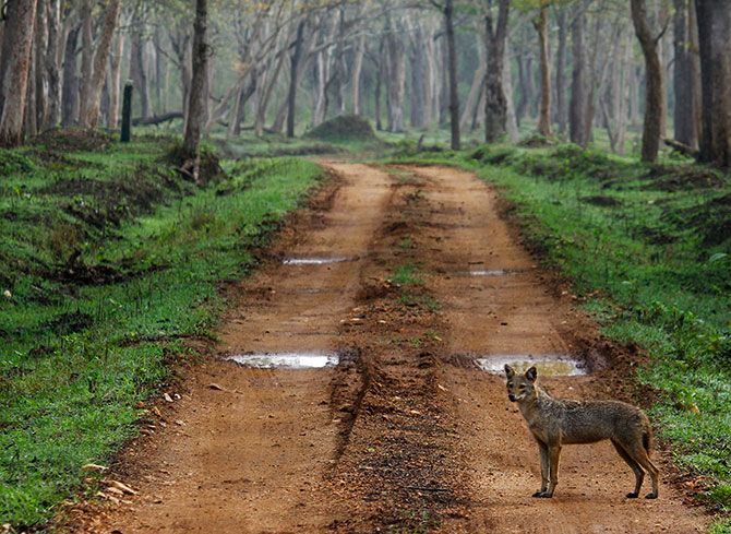 A fox in the Kabini National Park.