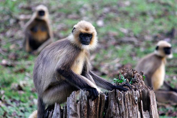 Langurs in the Nagarhole forest, Karnataka