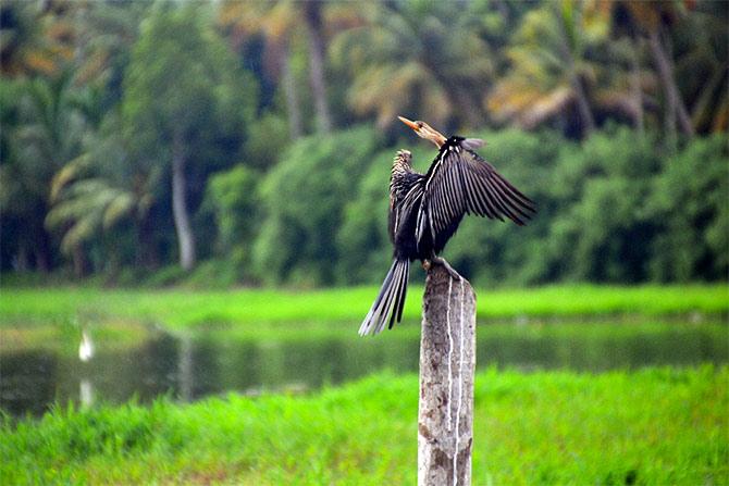 monsoon pics