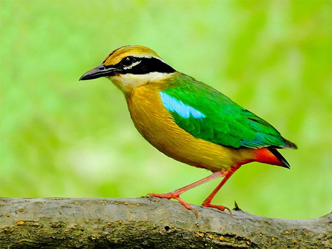 The Indian pitta