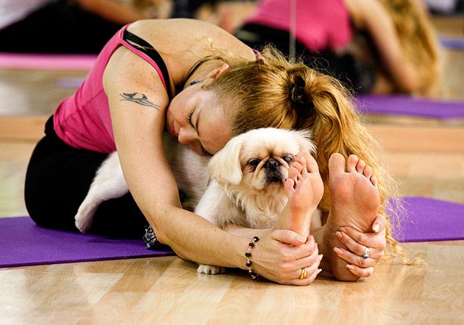 Dog yoga