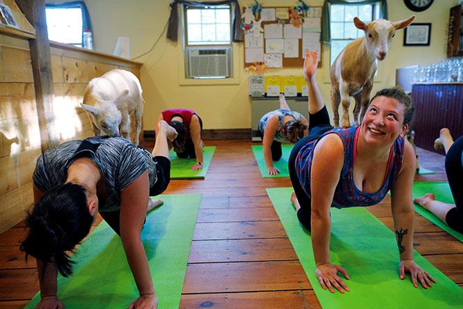 Goat Yoga