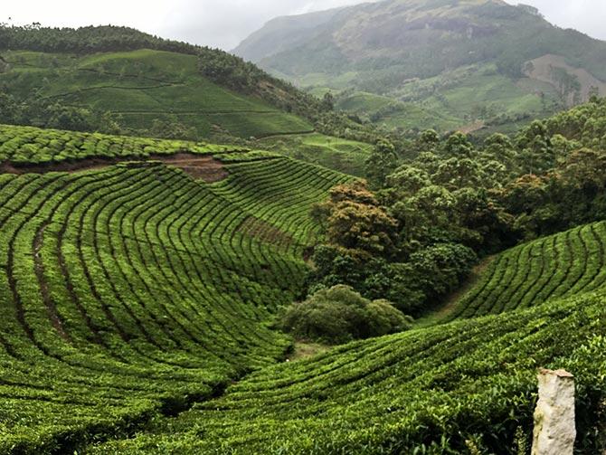 Munnar, Kerala