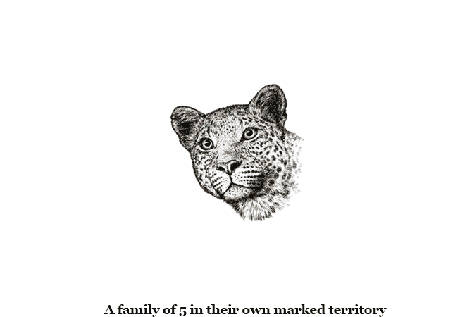 Relocation of a leopard