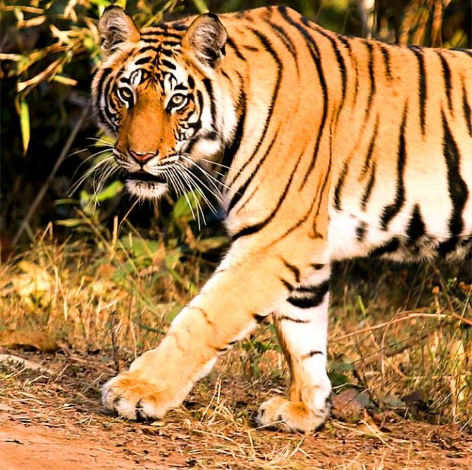 SC panel for not allowing tiger safaris, zoos in wildlife parks -   India News