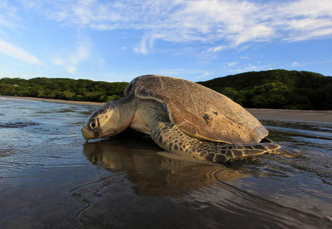 Olive Ridley turtles