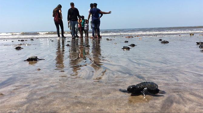 Olive Ridley turtles