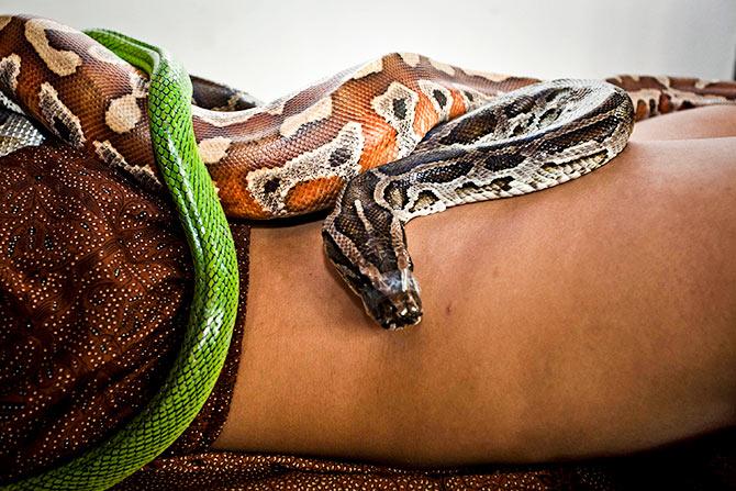 Man Apprehended at Mumbai Airport Smuggling Exotic Snakes