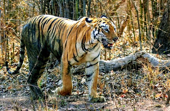 tiger pix from tadoba