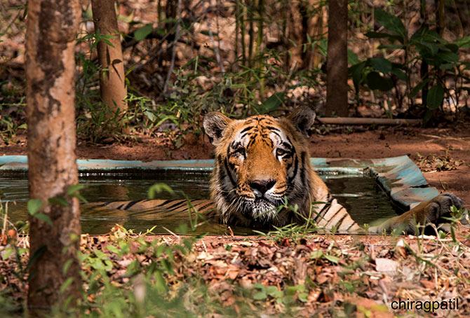 tiger pix from tadoba