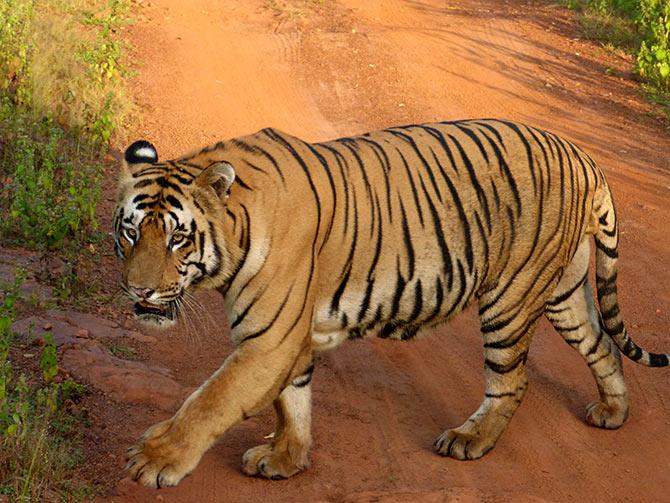 Tiger Diaries: Meet Wagdoh, the king of Tadoba - Rediff.com Get Ahead