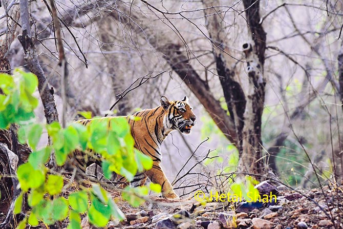 Tiger diaries from Ranthambore