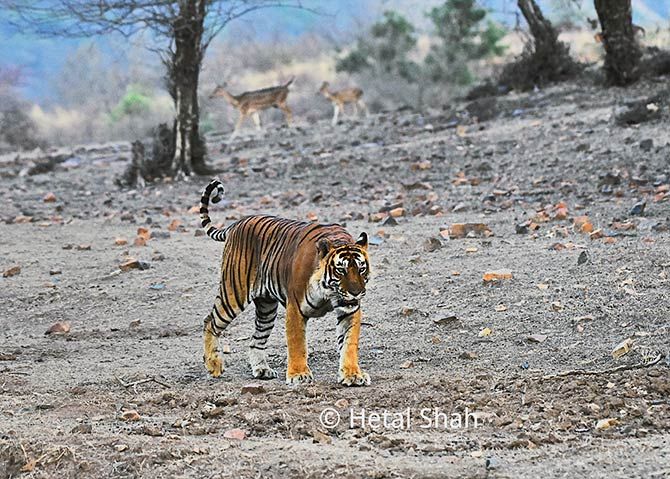 Tiger diaries from Ranthambore