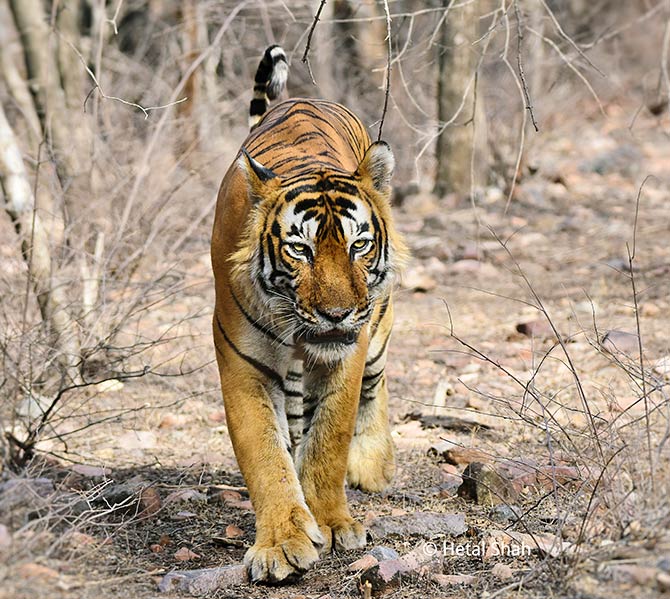 Tiger diaries from Ranthambore