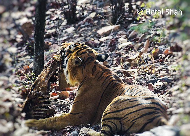 Tiger diaries from Ranthambore