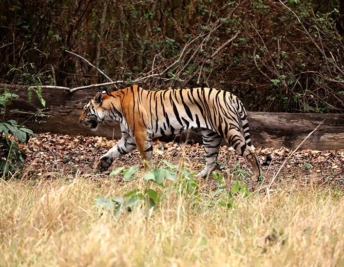 Tiger pix by Ayan Mukherjee